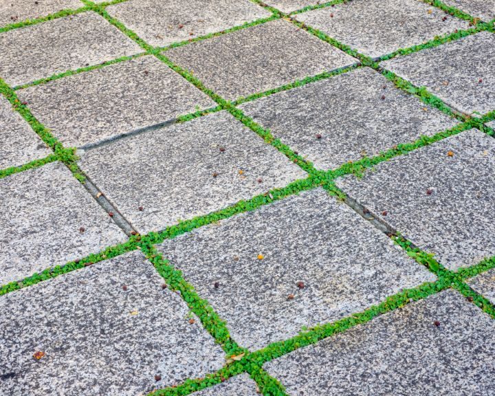 A close-up of a city sidewalk with grass growing on concrete slabs.